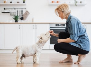 6 Proven Dog Dental Treats for a Healthy Smile