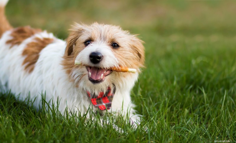 6 tratamentos dentários comprovados para cães para um sorriso saudável 
