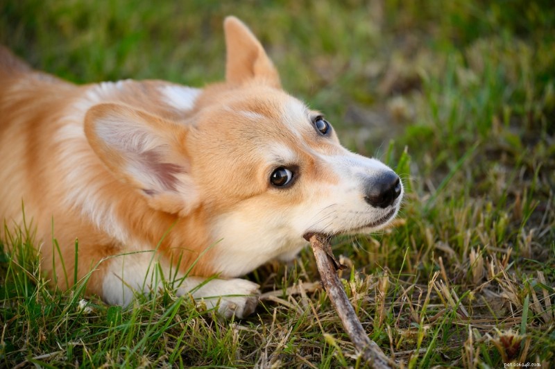 6 tratamentos dentários comprovados para cães para um sorriso saudável 