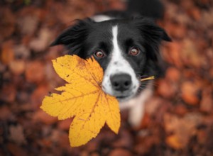 Understanding and Managing Your Dog’s Fall Allergies: Causes, Symptoms, and Relief Tips