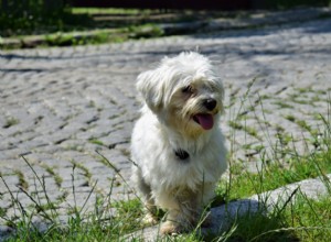 Living With a Deaf Dog: Essential Tips & Expert Guidance