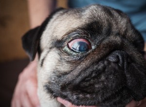 Understanding Dog Conjunctivitis: Causes, Symptoms & Effective Treatments