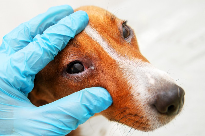 Conjunctivitis bij honden begrijpen:oorzaken, symptomen en effectieve behandelingen 