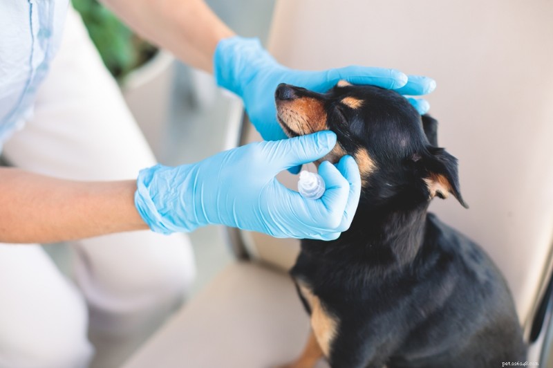 Conjunctivitis bij honden begrijpen:oorzaken, symptomen en effectieve behandelingen 