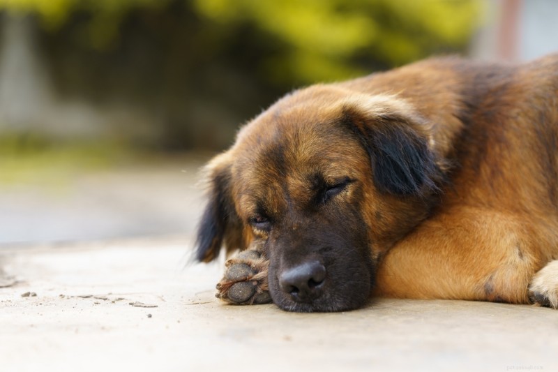 Conjunctivitis bij honden begrijpen:oorzaken, symptomen en effectieve behandelingen 