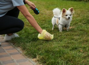 Blood in Your Dog s Stool: Causes, Symptoms, and How to Respond