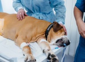 Dog Anesthesia Explained: Types, Risks & What to Expect