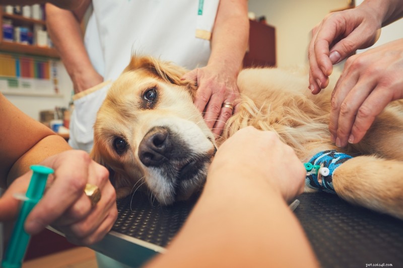 L anesthésie canine expliquée :types, risques et à quoi s attendre 