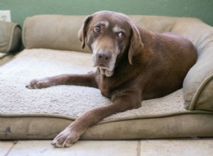 Canine Arthritis Injections: How They Relieve Pain and Improve Mobility
