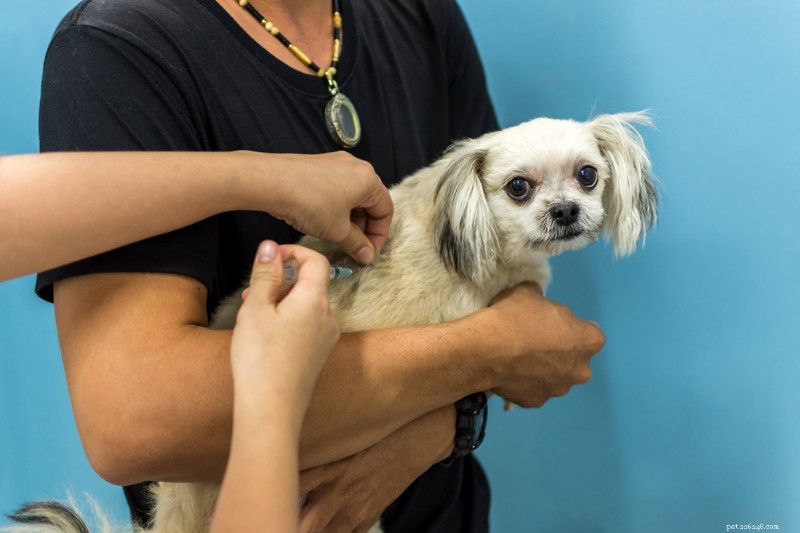 Injections contre l arthrite canine :comment elles soulagent la douleur et améliorent la mobilité 