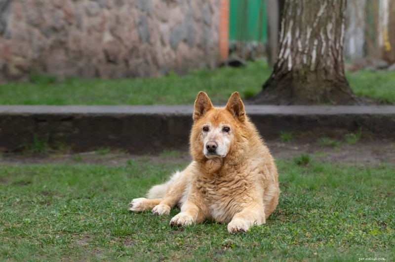 Injections contre l arthrite canine :comment elles soulagent la douleur et améliorent la mobilité 