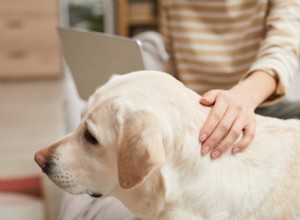 Understanding GOLPP in Dogs: Causes, Symptoms, and Management