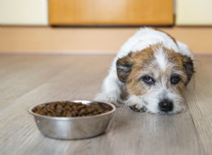 Dog Pain Scale: How to Spot and Measure Your Dog s Pain