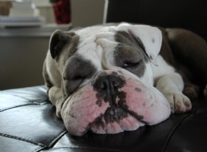 Dog Hives Explained: Signs, Causes & Effective Treatment