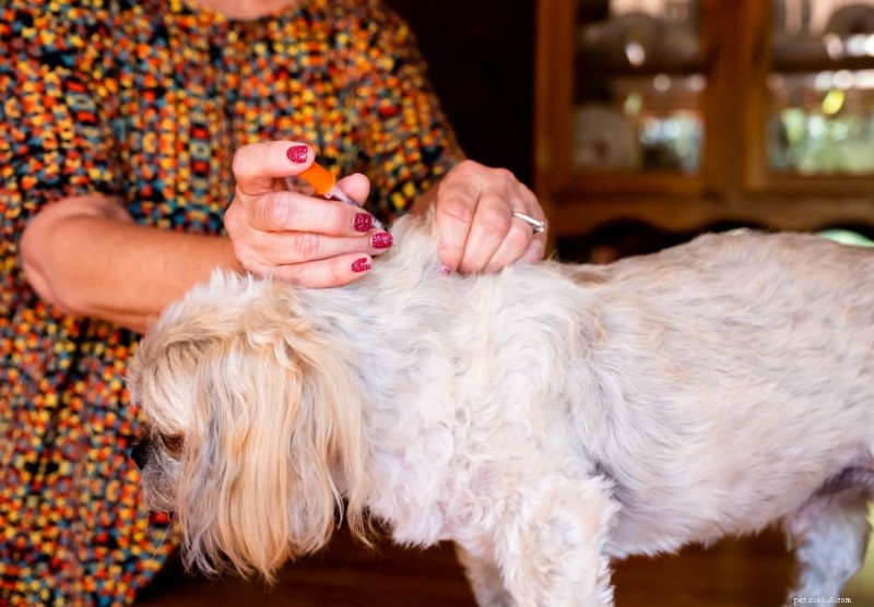 Triagem de diabetes em cães:como testar, o que esperar e por que a detecção precoce é importante 