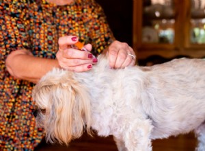 Dog Diabetes Screening: How to Test, What to Expect, and Why Early Detection Matters
