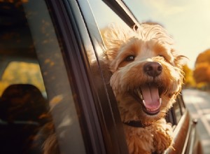 8 Essential Steps to Keep Your Dog Safe and Happy This Summer