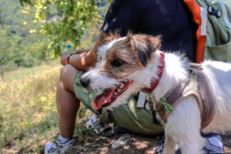 この夏、あなたの犬を安全で幸せに保つための 8 つの重要なステップ 