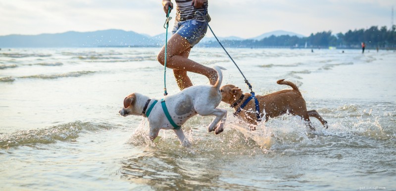 この夏、あなたの犬を安全で幸せに保つための 8 つの重要なステップ 