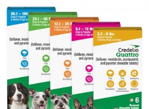 White Specks in Dog Poop: What They Reveal About Your Dog s Health