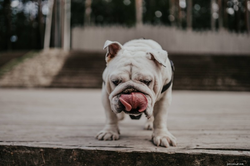 Náusea canina:8 sintomas principais e dicas de tratamento especializadas 