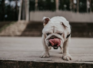 Dog Nausea: 8 Key Symptoms & Expert Treatment Tips