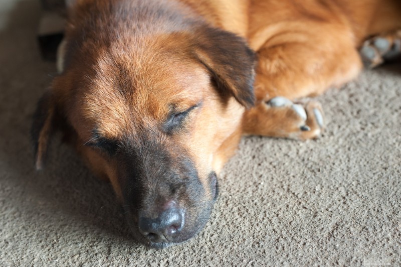 Náusea canina:8 sintomas principais e dicas de tratamento especializadas 