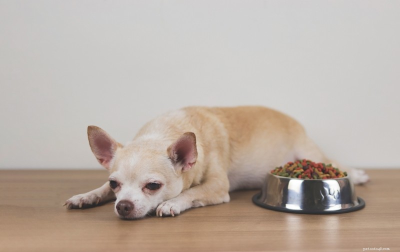 Náusea canina:8 sintomas principais e dicas de tratamento especializadas 