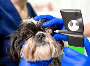 Dog Cataract Surgery: Costs, Procedure, and Recovery Guide
