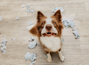 Managing Separation Anxiety in Dogs: Causes, Symptoms & Proven Treatments