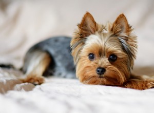 10 Dog Breeds Most Susceptible to Cushing’s Disease