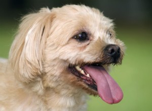 Are Dogs  Mouths Cleaner Than Humans? The Surprising Truth About Canine Dental Health