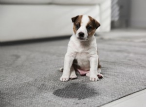 Dog Urine Color Guide: Decoding Each Shade to Spot Health Issues