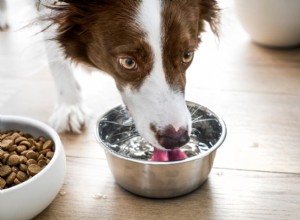What Causes Excessive Thirst in Dogs? Signs & Solutions