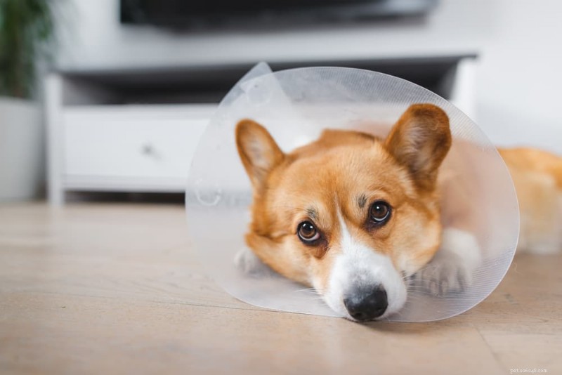Förstå hundserom:orsaker, symtom och effektiva behandlingar 