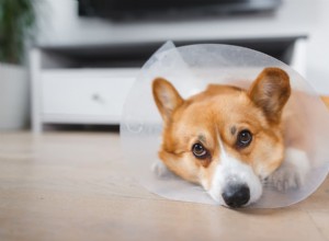 Understanding Dog Seromas: Causes, Symptoms, and Effective Treatments