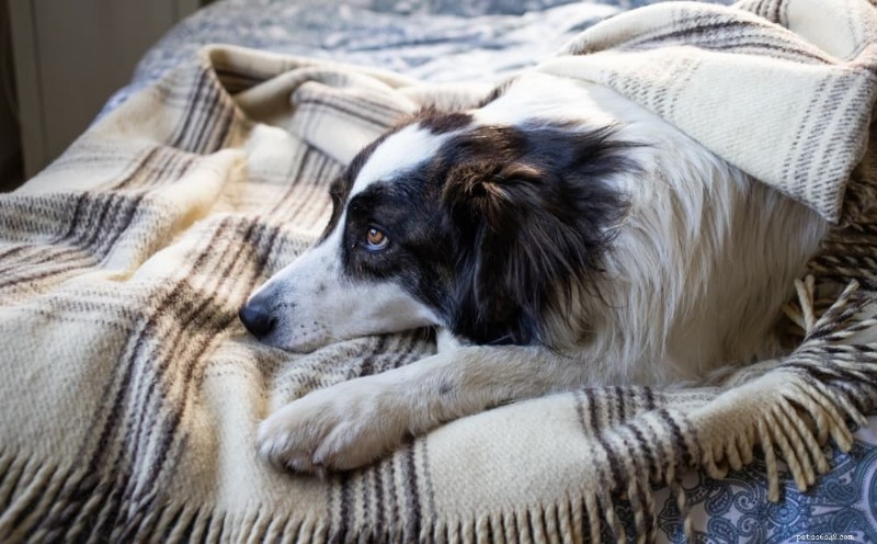 Förstå hundserom:orsaker, symtom och effektiva behandlingar 