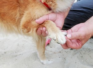 Prevent and Treat Dog Nail Bleeding: Causes, First Aid, and Vet Care