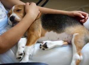 Dog Pinched Nerve: Causes, Symptoms, and Relief Strategies