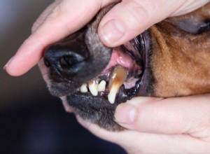 Understanding Dog Tooth Extraction: Procedure, Costs, and Aftercare