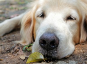 Urgent Alert: Emerging Respiratory Illness Threatening Dogs Across the U.S.