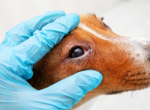 Recognizing and Treating Dog Eye Infections: Signs, Diagnosis, and Care