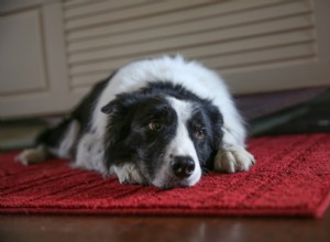 Top 6 Vet-Approved Supplements to Support Dogs Facing Cancer