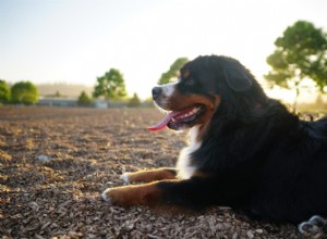 Understanding Hepatic Enlargement in Dogs: Causes, Symptoms & Effective Treatments