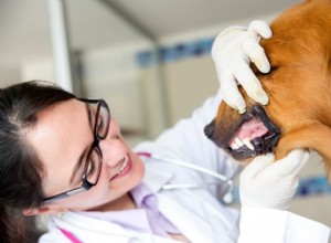 How to Spot Healthy Dog Gums: A Comprehensive Guide