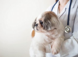 Understanding Irritable Bowel Syndrome (IBS) in Dogs: Symptoms, Diagnosis & Care