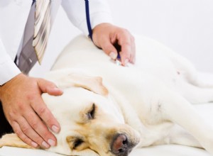 Comforting Your Dog with Congestive Heart Failure: Practical Tips and Care Guide