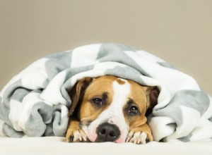 Protein in Dog Urine: Causes, Symptoms, and Vet Recommendations