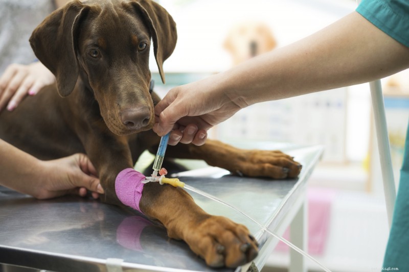 Eiwit in hondenurine:oorzaken, symptomen en aanbevelingen van dierenartsen 
