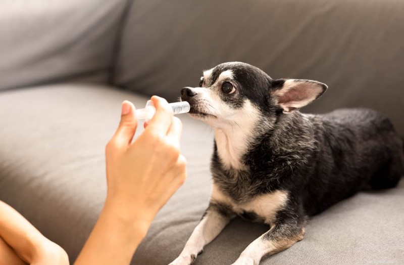 Veilige manieren om braken bij honden op te wekken:een gids voor eigenaren van gezelschapsdieren 